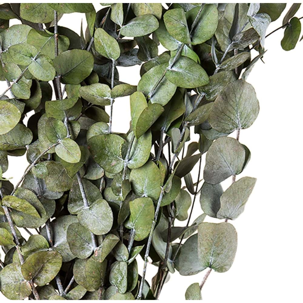 50-80 CM EUCALYPTUS CINEREA A.YEŞİL