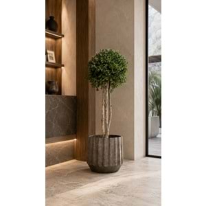 100 CM TENIUFOLIUM