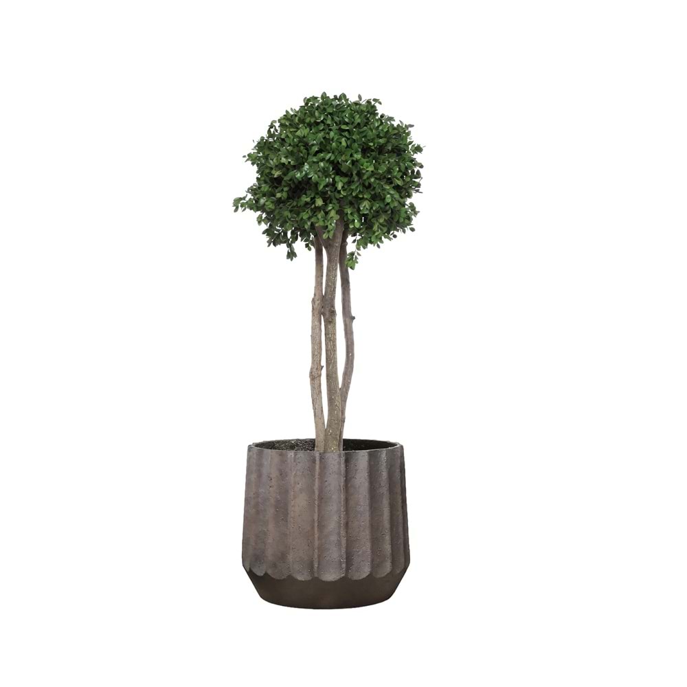 100 CM TENIUFOLIUM