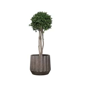 100 CM TENIUFOLIUM
