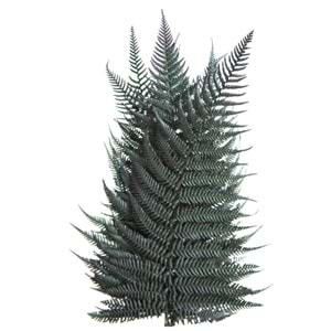 30-40 CM FERN BRILLANTE