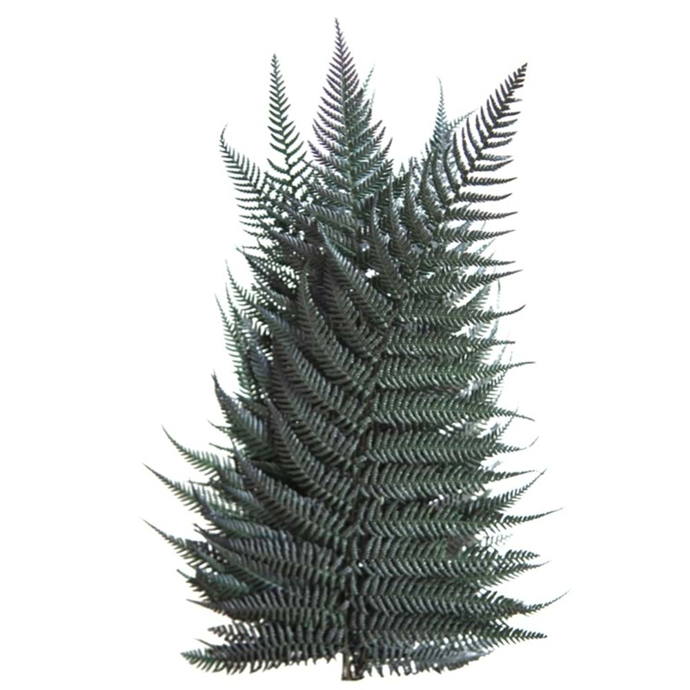 30-40 CM FERN BRILLANTE