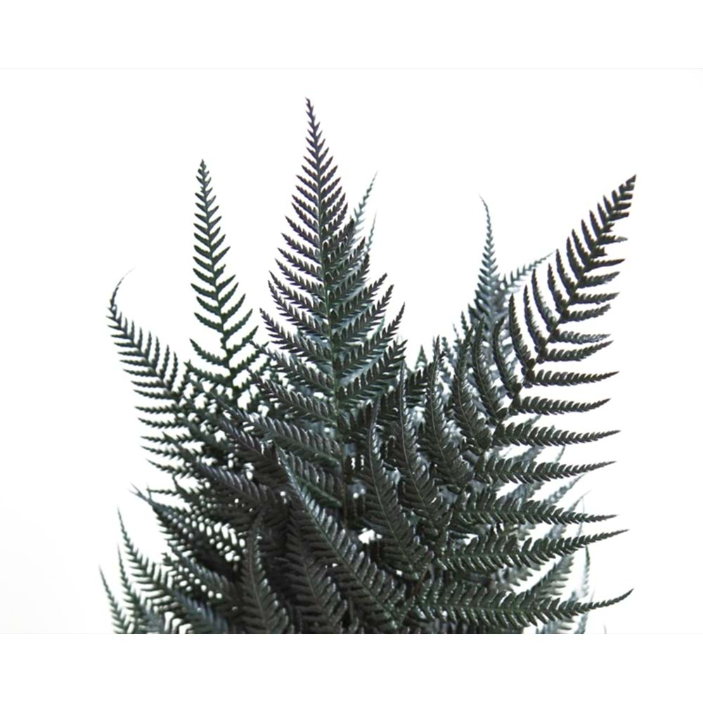 30-40 CM FERN BRILLANTE