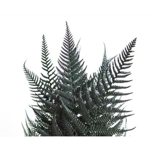 30-40 CM FERN BRILLANTE