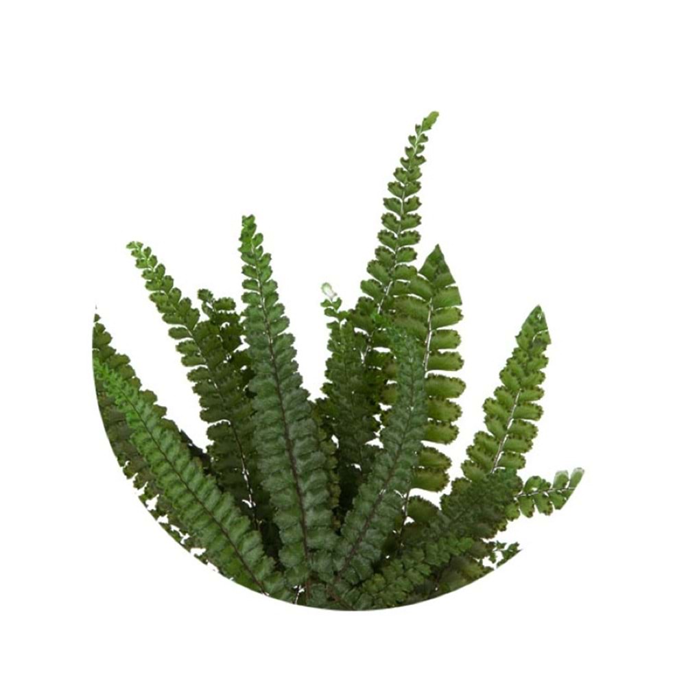 15-25 CM FERN FELCI GREEN