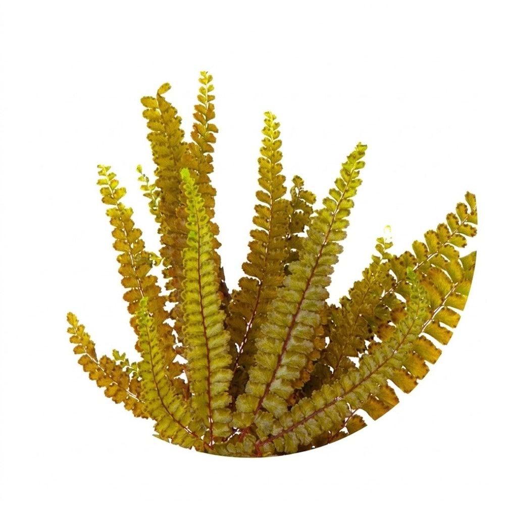 15-25 CM FERN FELCI OLIVE GREEN
