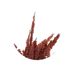 15-25 CM FERN FELCI RED