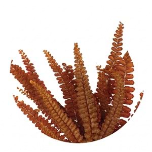 15-25 CM FERN FELCI ORANGE