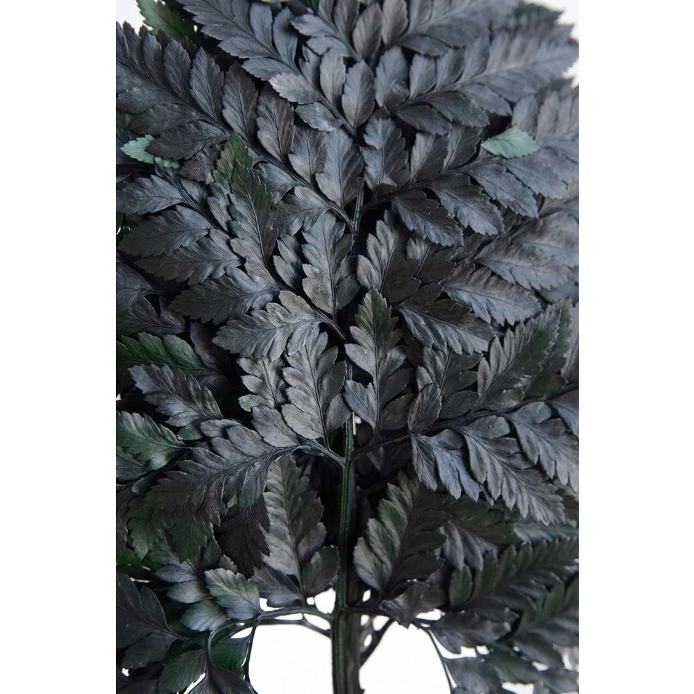 30-35 CM FERN CUERO