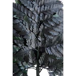 30-35 CM FERN CUERO