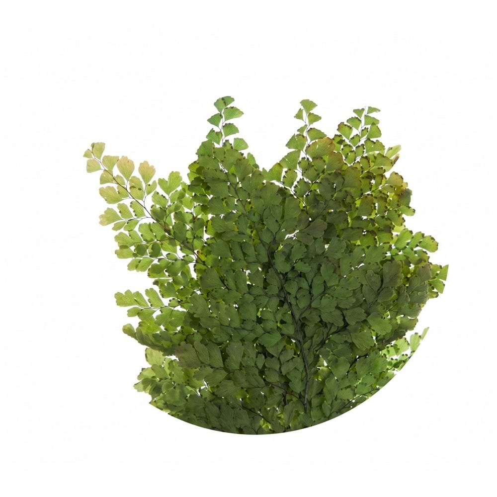 20-30 CM FERN LUTTI GREEN