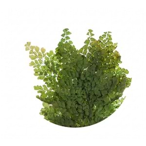20-30 CM FERN LUTTI GREEN