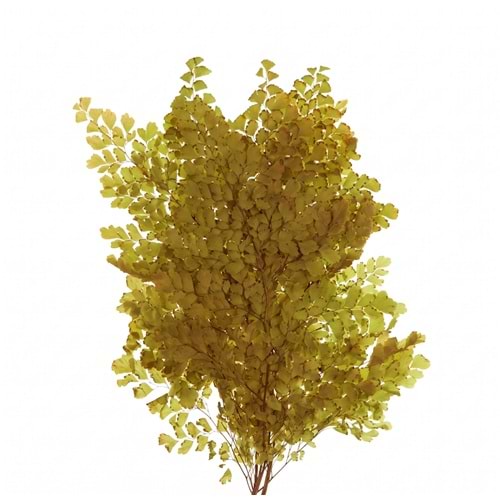 20-30 CM FERN LUTTI OLIVE GREEN