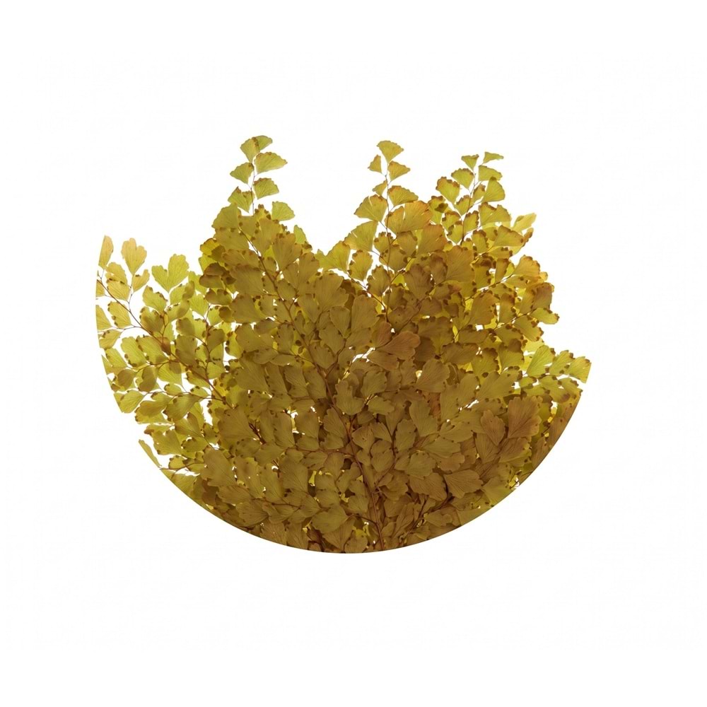 20-30 CM FERN LUTTI OLIVE GREEN