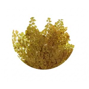 20-30 CM FERN LUTTI OLIVE GREEN
