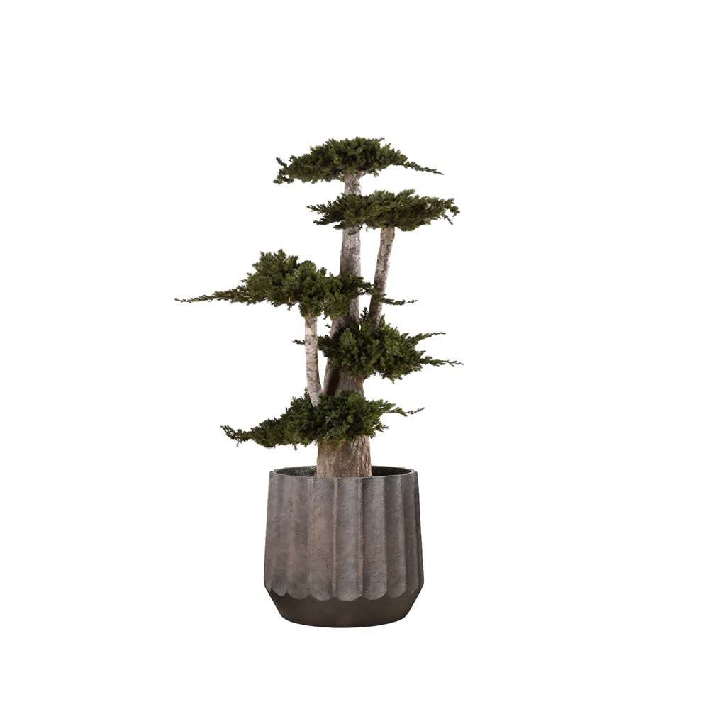 100 CM JUMBO JUNIPERUS