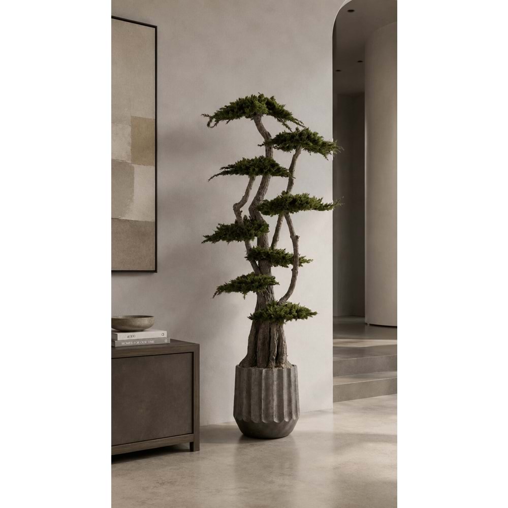190 CM JUMBO JUNIPERUS