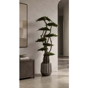 190 CM JUMBO JUNIPERUS