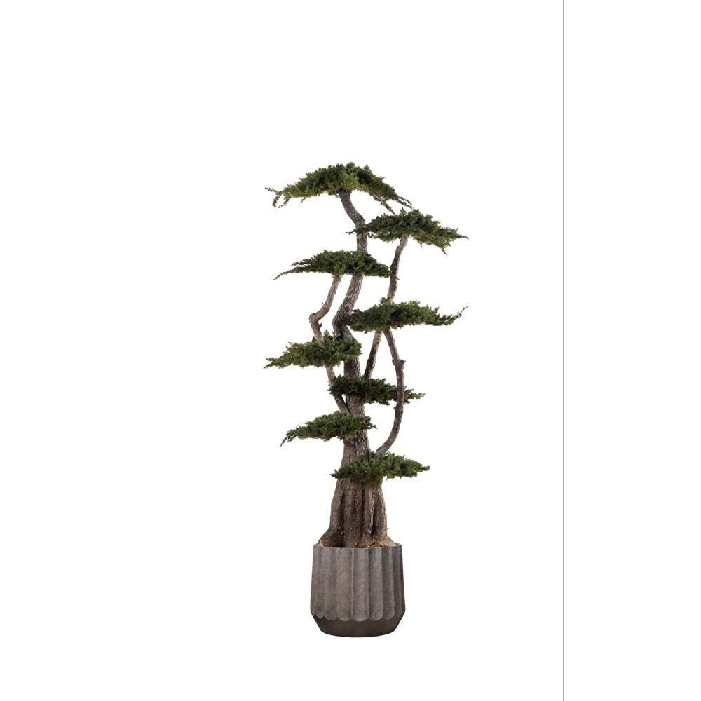 190 CM JUMBO JUNIPERUS