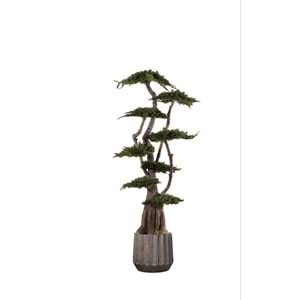 190 CM JUMBO JUNIPERUS