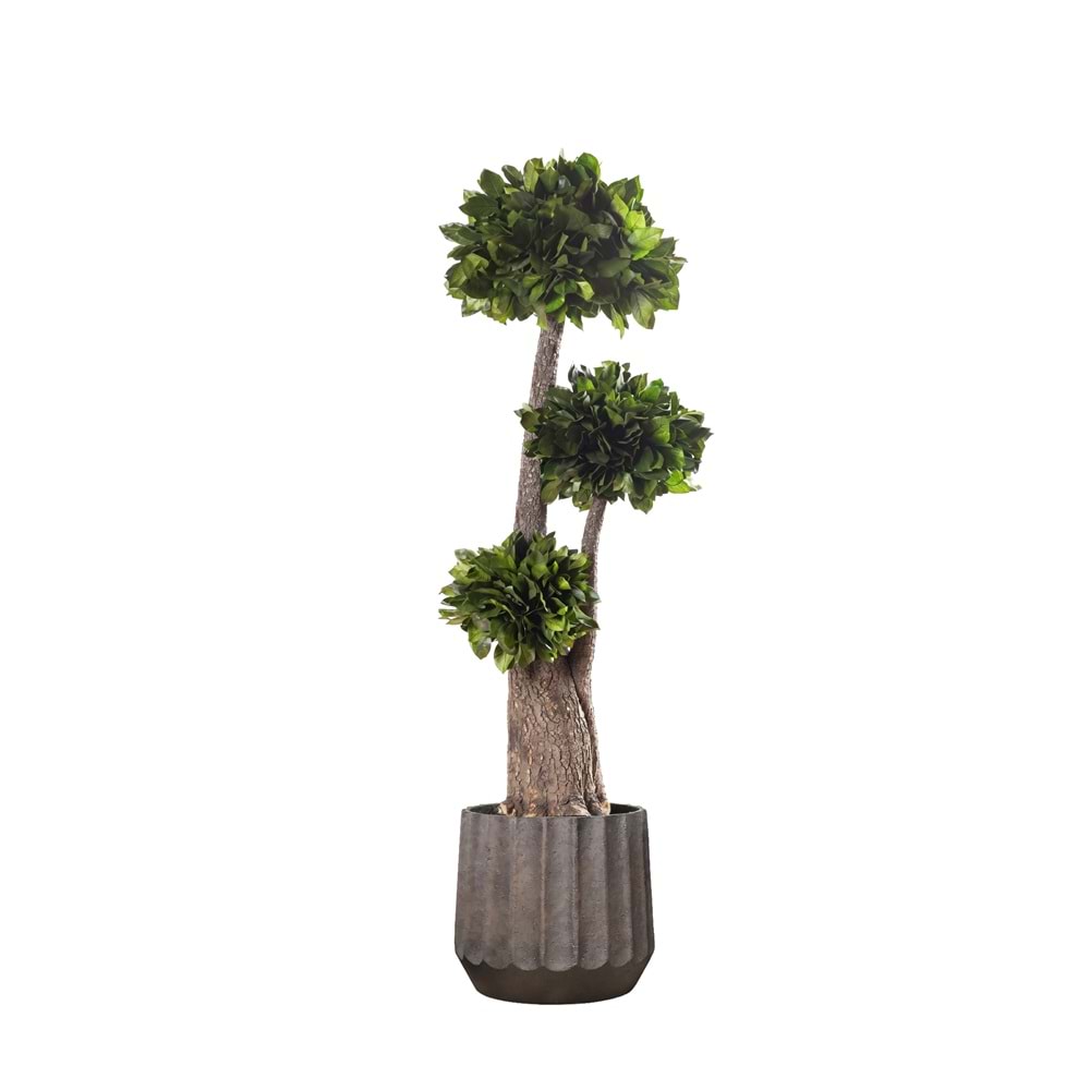 160 CM JUMBO SALAL
