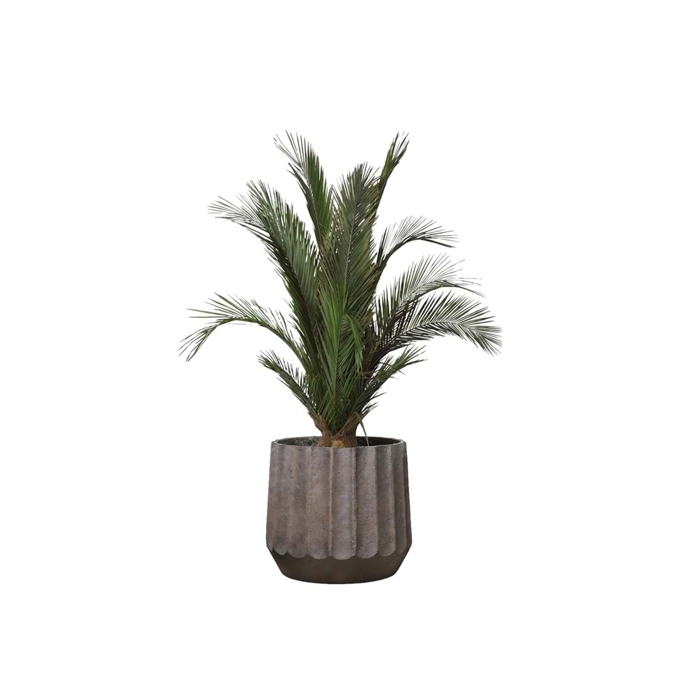 100 CM KIT PALMERA PHOENIX