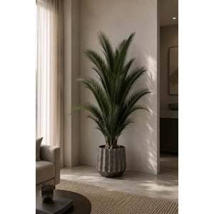 200 CM KIT PALMERA PHOENIX