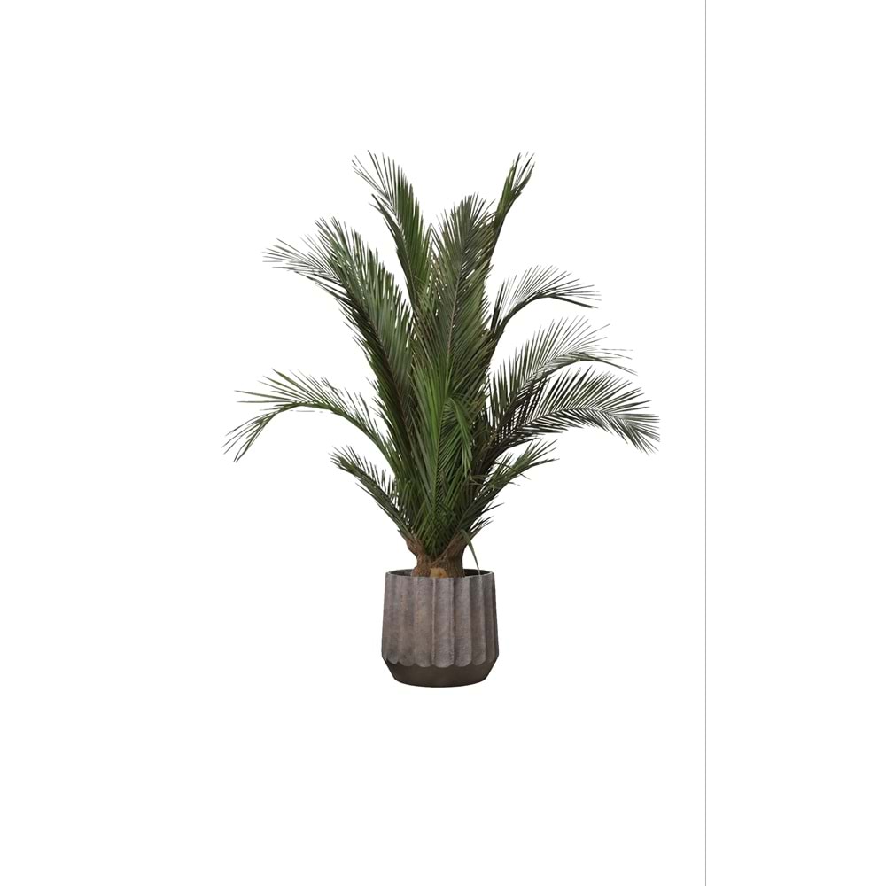 200 CM KIT PALMERA PHOENIX