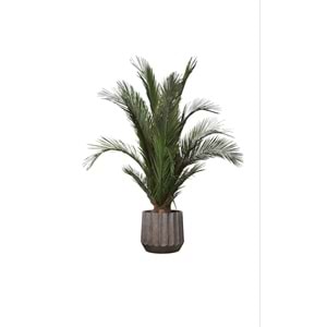 200 CM KIT PALMERA PHOENIX