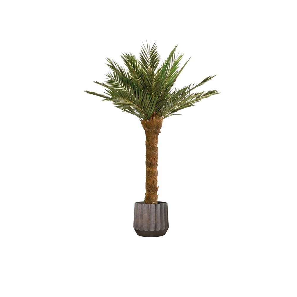 240 CM TREE KIT P. PHOENIX