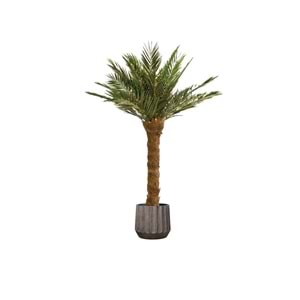 240 CM TREE KIT P. PHOENIX
