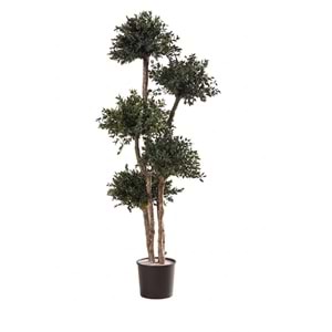150 CM TOPIARY PARVIFOLIA