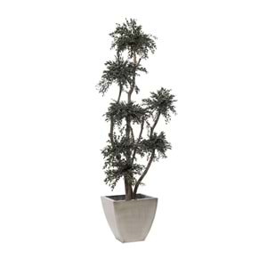 190 CM TOPIARY PARVIFOLIA