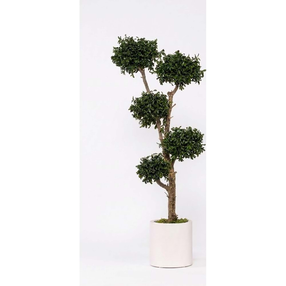 150 CM TOPIARY TENUIFOLIUM