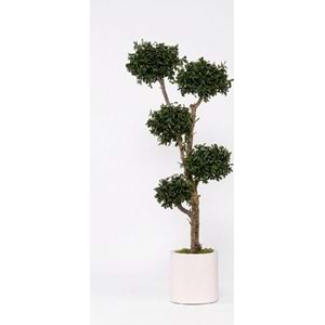 150 CM TOPIARY TENUIFOLIUM