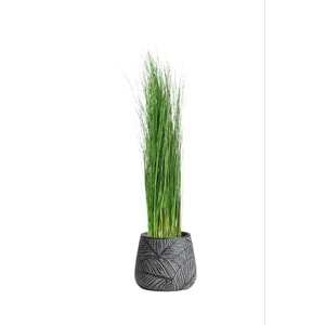 120 CM PLANTS GİNERİUM