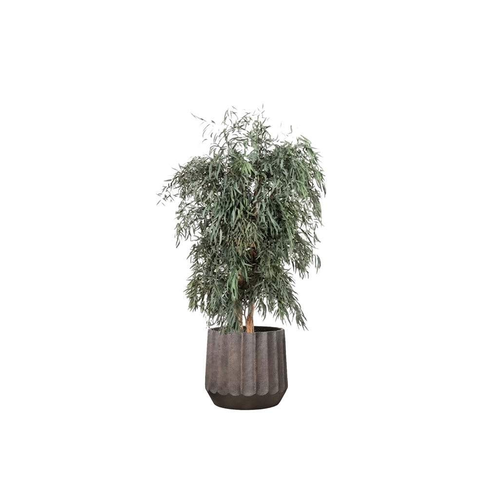 130 CM WIDE NICOLY