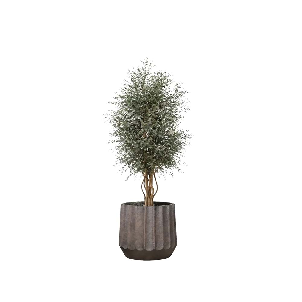 130 CM WIDE PARVIFOLIA
