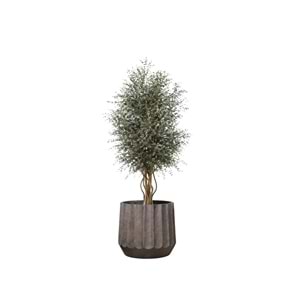 130 CM WIDE PARVIFOLIA