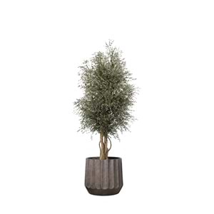 180 CM WIDE PARVIFOLIA