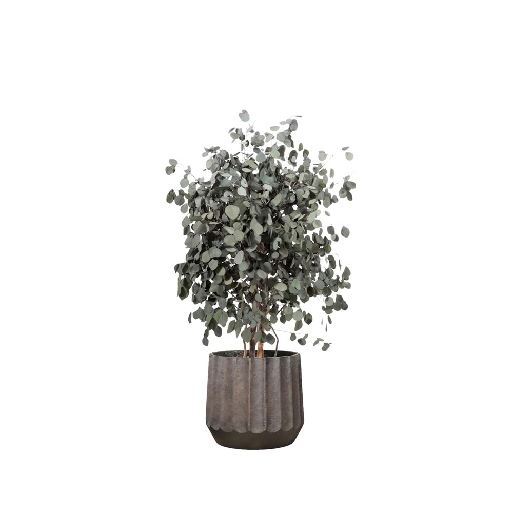 130 CM WIDE POPULUS