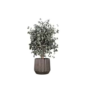 130 CM WIDE POPULUS