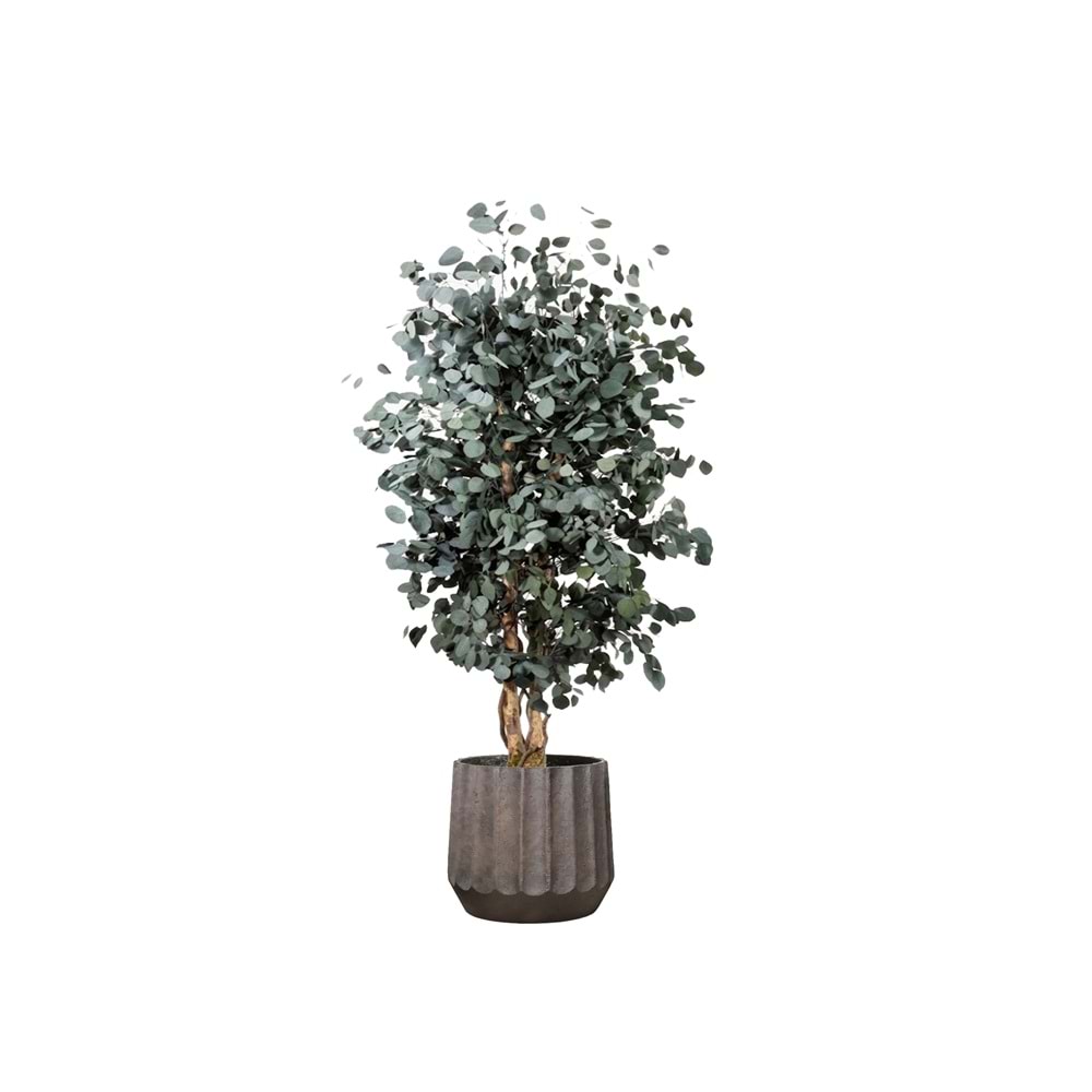 180 CM WIDE POPULUS