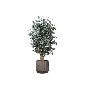 180 CM WIDE POPULUS